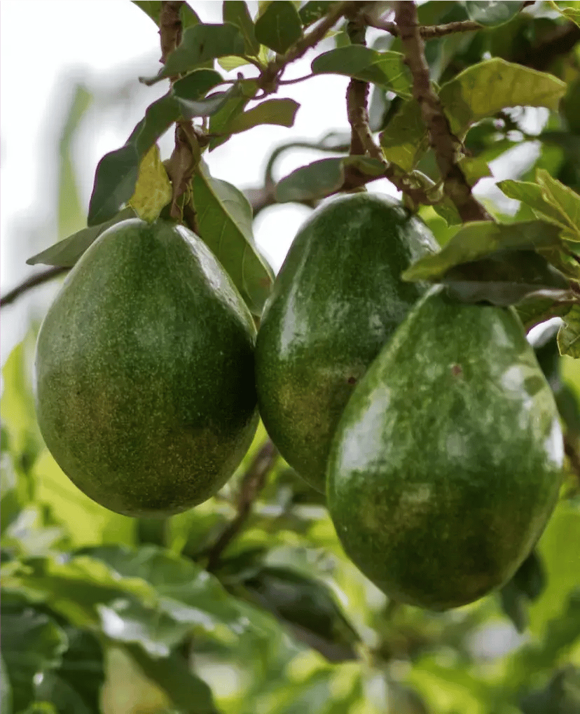 b5415a_4d67166476b946b4a78c14a1b3998d0a~mv2