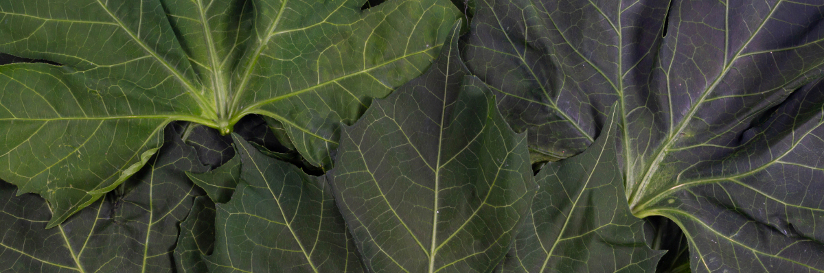 fondo-chaya-separador