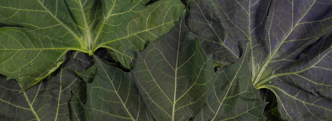 fondo-chaya-separador